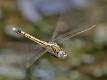 J19_2019 Orthetrum caledonicum female